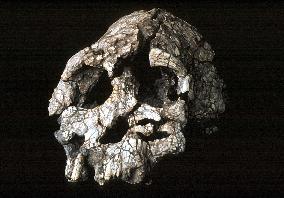 Kenyans find fossils of previously unknown early human